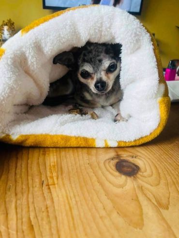 Small dog nestled in a cozy snuggle sack dog bed