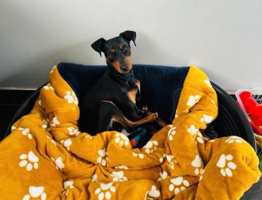 Small black and brown dog sitting in a cozy bed paw print snuggle cave bed