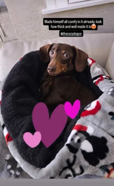 Dachshund cozy in thick, soft cave bed.
