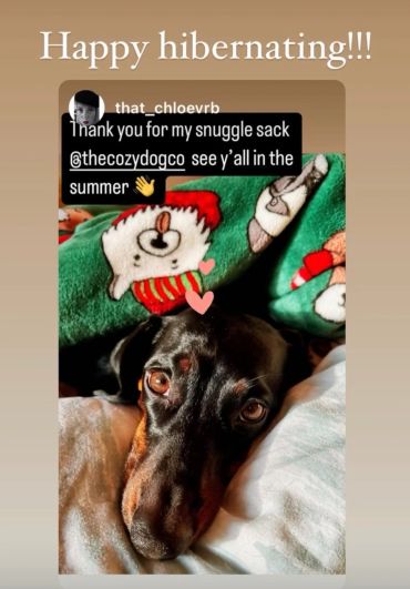 A Dachshund snuggled in a festive dog snuggle sack bed