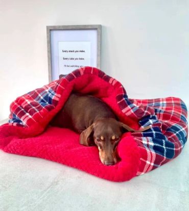Sausage dog sleeping wrapped in a cozy cave bed 