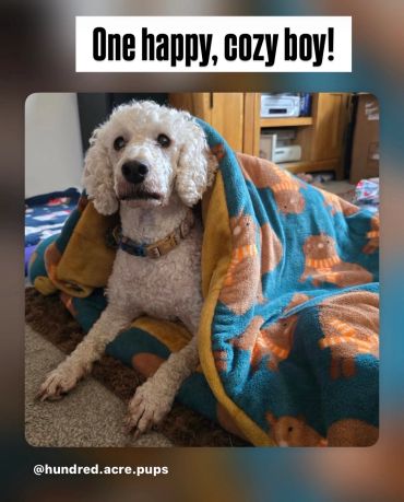 Cozy dog wrapped in a colourful snuggle sack