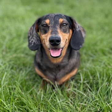 Otis, a black and tan dapple Dachshund is face on the camera with his tongue slightly out.