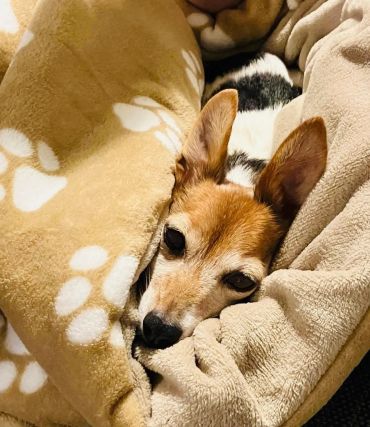 Small dog cozy in a paw print snuggle sack