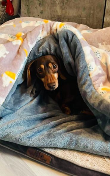 Dachshund peeking out from under a snuggle sack cozy bed