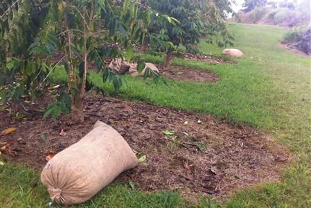 ​​(Burlap sacks of freshly picked KonAroma coffee cherry.)