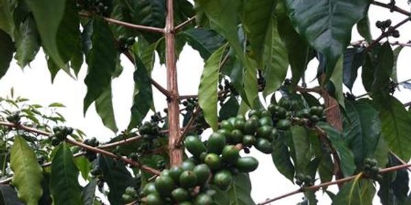 (Maturing green coffee cherry.)