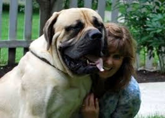 Picture of an English Mastiff dog
