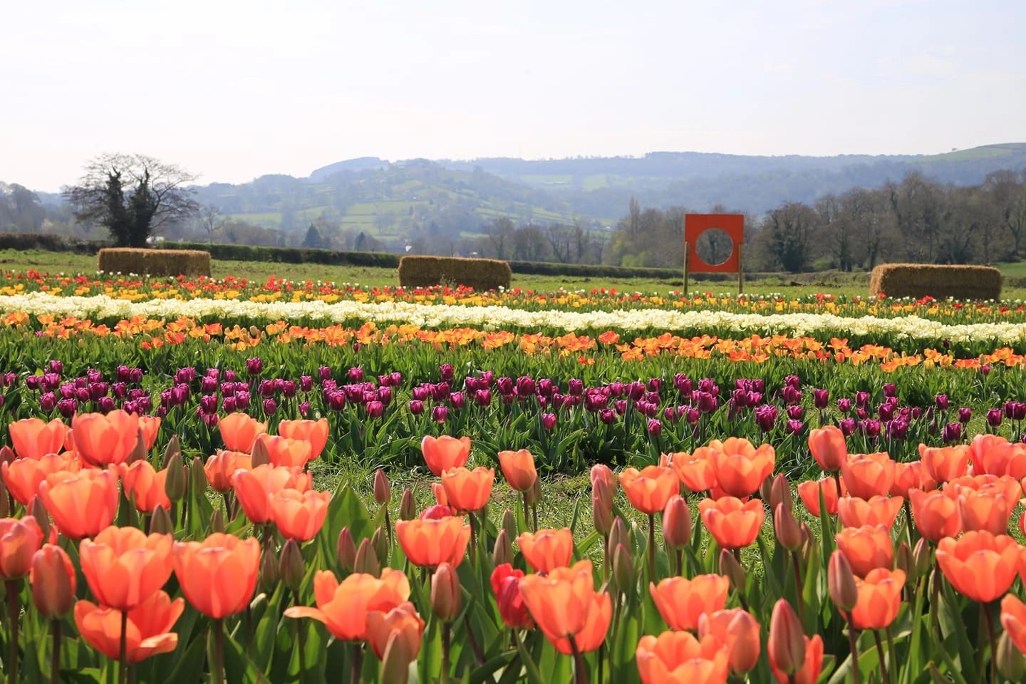 Pumpkin Patch Ashover Family Farm