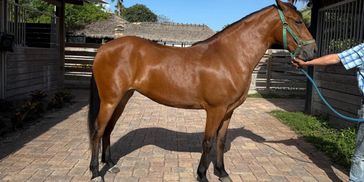 A shiny brown horse standing on a paved path beside a stable.