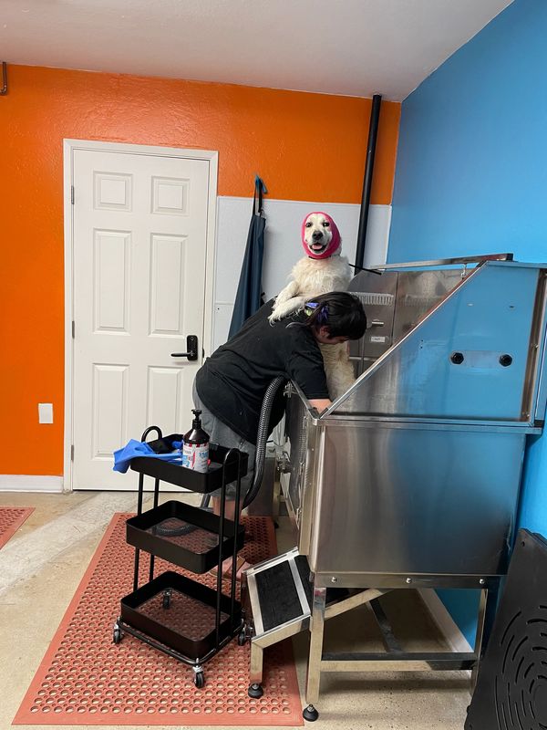 Dog getting a bath at a pet grooming station.