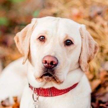 Yellow Labrador sitting in leaves