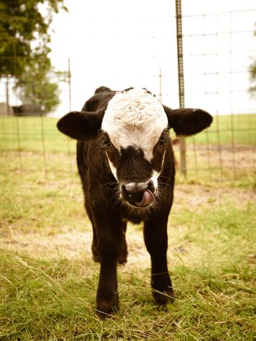 A young calf with a white face and black body standing on grass.