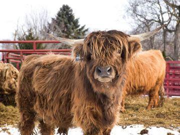 A shaggy Highland cow with long horns stands in a snowy farmyard.