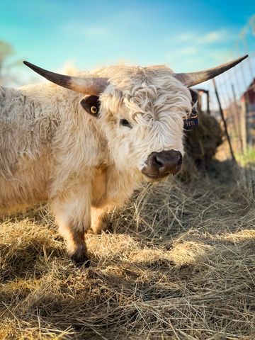 A fluffy white Highland cow with long horns stands on dry hay.