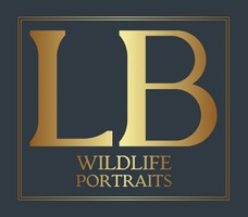 LB Wildlife Portraits 