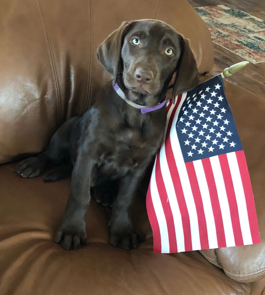 Puppies Texas Labrador Retrievers