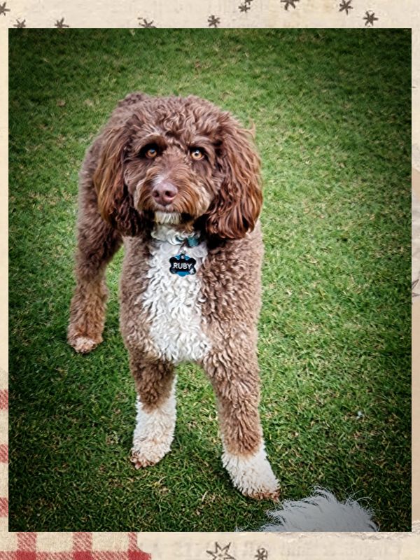 Curly brown and white dog named Ruby standing on grass.