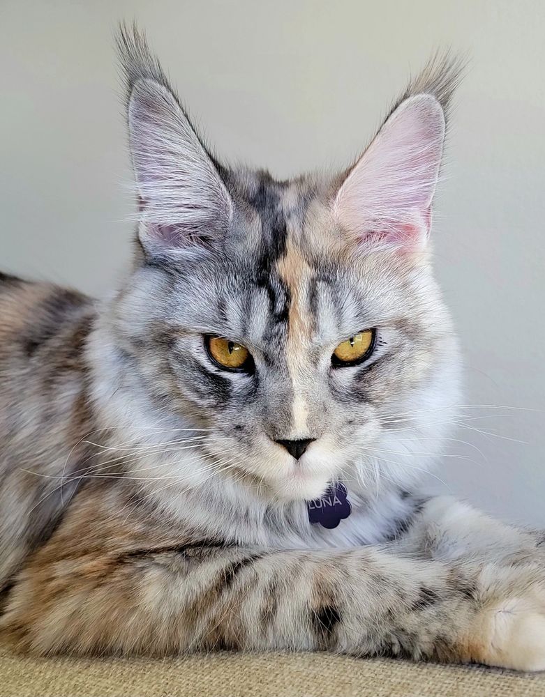 Close-up of a majestic Maine Coon cat with golden eyes and tufted ears.