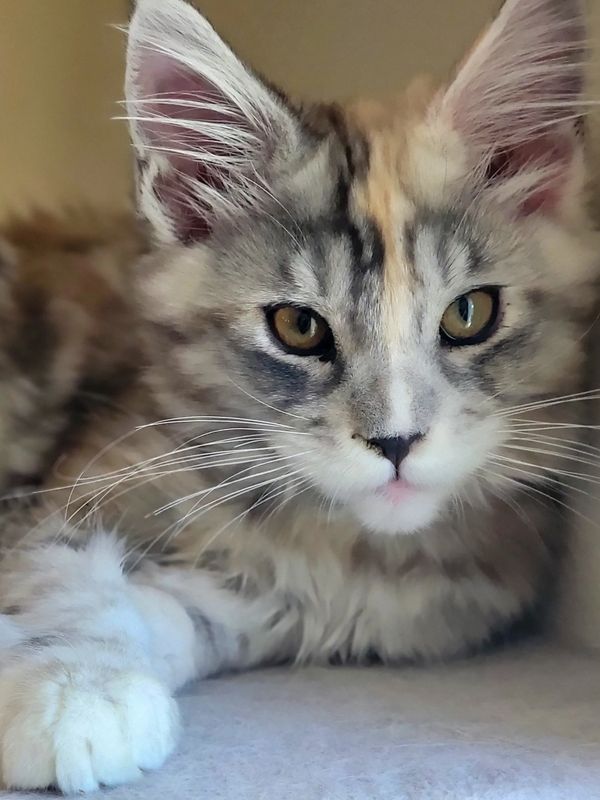 Close-up of a fluffy, multicolored cat with striking eyes and white paws.