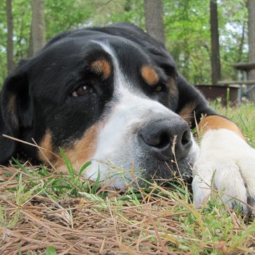 Kenya our nature loving Swiss Mountain dog in the grass protected by the Tick Safety Kit. 