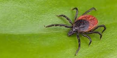 Tick on a leaf - Tick Safety Kit