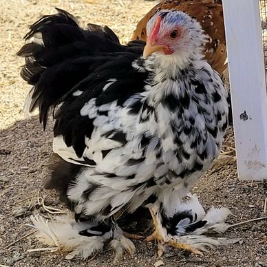 This is a Walk Intuit therapy chicken in her chicken coup. 