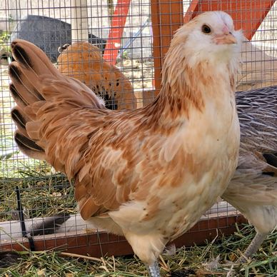 This is a Walk Intuit therapy chicken in her chicken coup. 