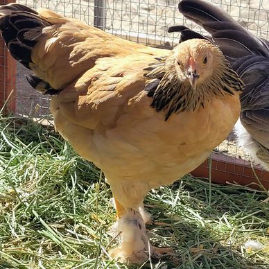 This is a Walk Intuit therapy chicken in her chicken coup. 