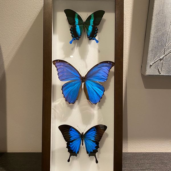 Cadre d'insectes naturalisés.  Décor de papillons pour votre bureau, salon et chambre.