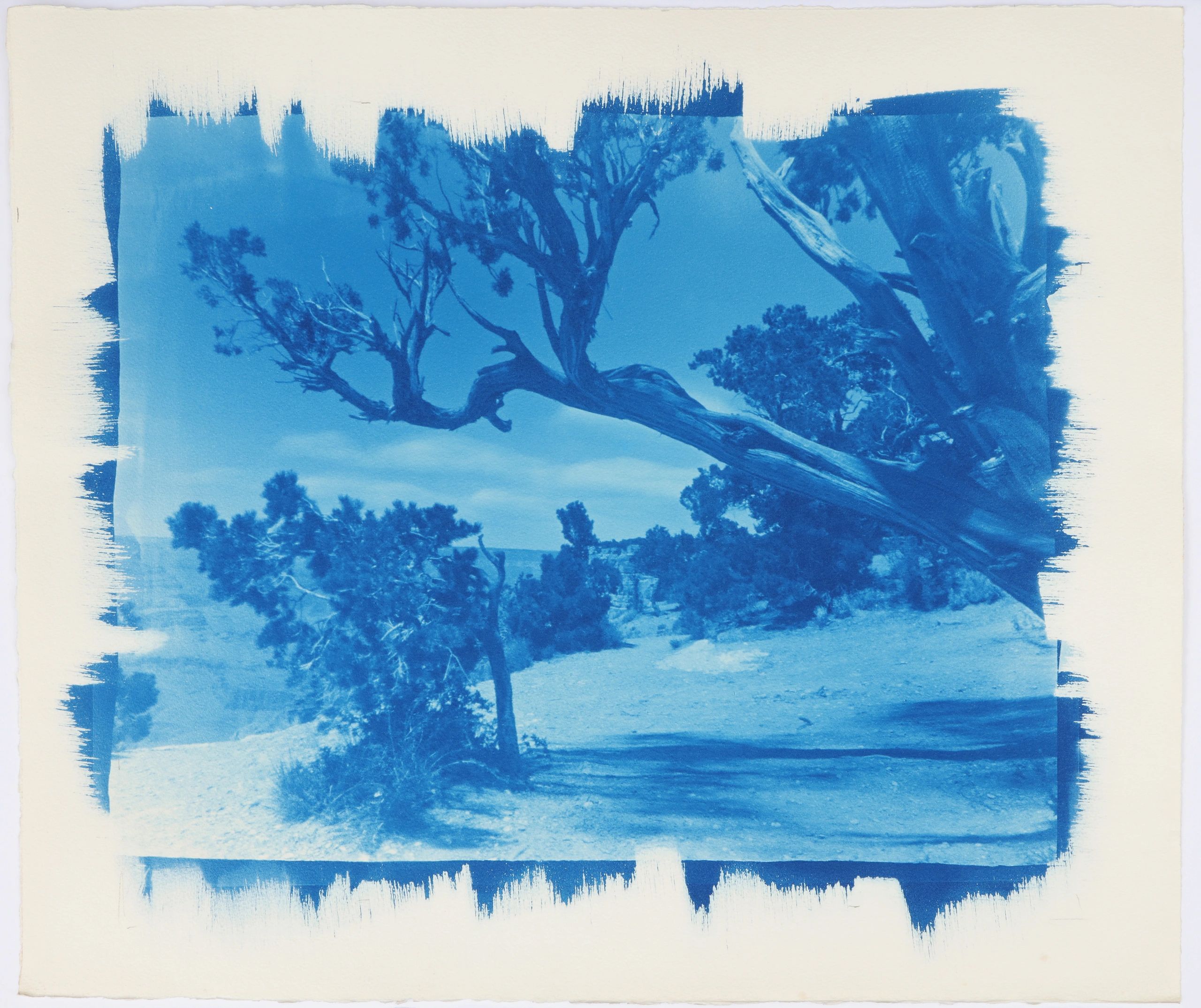 Cyanotype landscape photography by Marcia C. Sheer