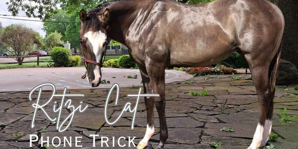 Ritzi Cat Phone Trick, barn name Aliki.  At 1 year old, May 2025