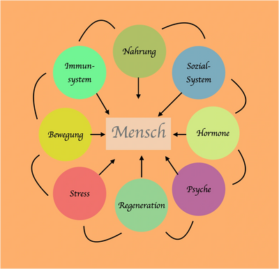 Thera-P
Schematische Darstellung der verschiedenen Einflussfaktoren des Menschen- PNI-Wissen