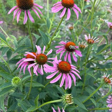 Close picture of flowers