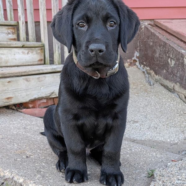 Adorable black Labrador puppy sitting attentively on a concrete surface.