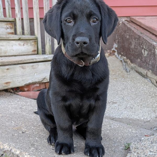 Adorable black Labrador puppy sitting attentively on a concrete surface.