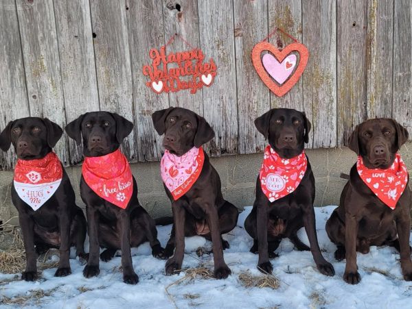 Five chocolate labs wearing Valentine-themed bandanas sit in front of a rustic wooden wall.