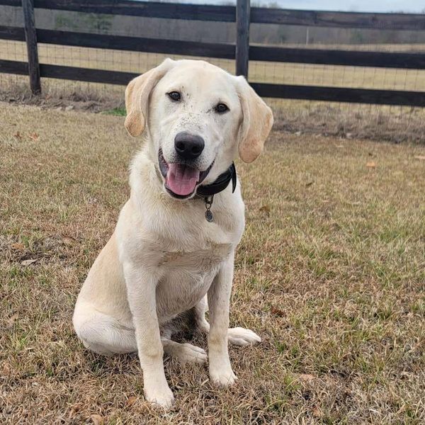Happy yellow Labrador sitting on grass with a black collar.