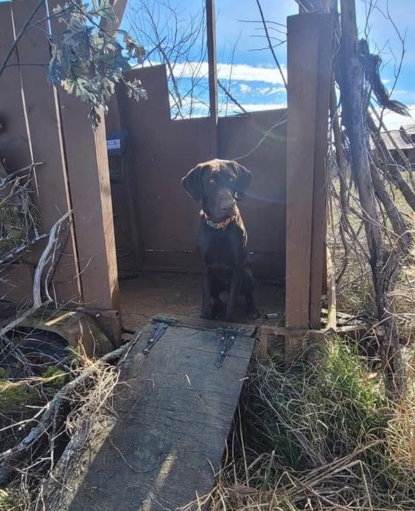 A dog sits inside a rustic wooden doghouse with a small ramp.