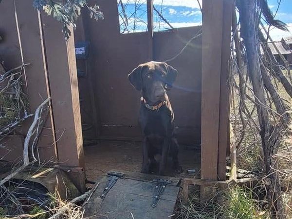 Black dog sitting inside a rustic wooden structure outdoors.