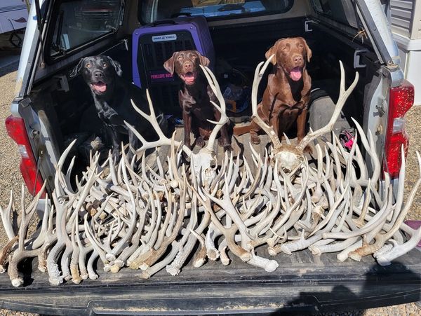 Three dogs sitting in a truck bed with a large collection of antlers.