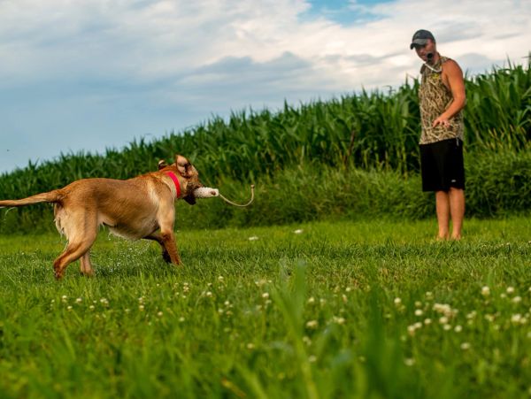 A dog fetching a toy while a man watches in a green field.