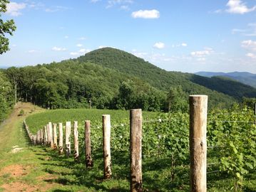 Ankida Ridge, Virginia's renowned Pinot Noir vineyard. 