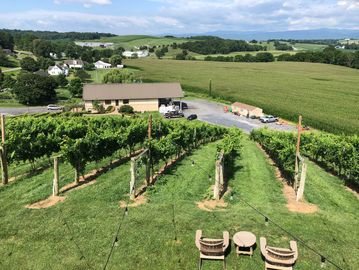 The "Steep Face" vineyard at Bluestone Vineyards earns its name!