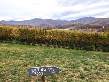 Pippin Hill Vineyards in autumn, near North Garden.