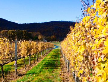 Autumn sunshine at Afton Mountain Vineyards