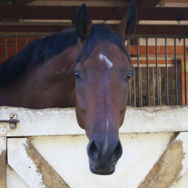 York peeking over a stable door.