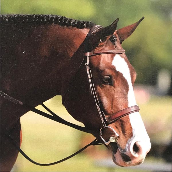 Close-up of Tanner