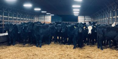 We raise feeder heifers available by the pot load! Please inquire if interested