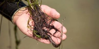 Precision harvesting by hand milfoil seaweed lakeweed pond weed